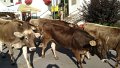 04 Gleich nach dem Aufstellen der Anlage waren schon die ersten Kuehe unterwegs